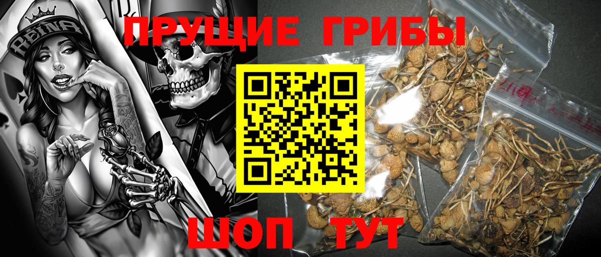 Псилоцибиновые грибы GOLDEN TEACHER Котовск